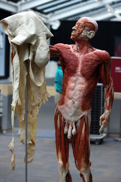 大连“冯•哈根斯生物塑化公司”近几年在全球进行“人体世界”的尸体巡回展览，但至今仍无法说清展览的尸体来源。图为，2008年4月到9月在美国洛杉矶的展览。（AFP PHOTO / GABRIEL BOUYS）