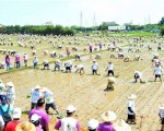 桃园农民挑战“千人插秧”金氏世界纪录