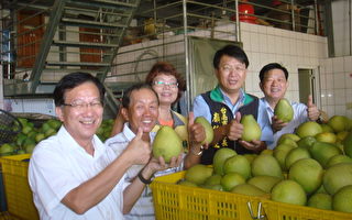 華人搶購麻豆文旦 今年外銷超過千噸