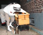 居民区养上百万蜜蜂 华裔男子挨罚