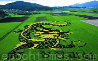 韩国稻田里种出的龙