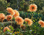 许其正：菊花事件