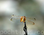 蜻蜓（攝影:王仁駿 / 大紀元）