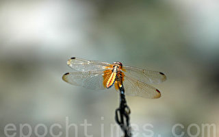 蜻蜓的晶瑩剔透薄翼從何而來，是進化論的難解謎團。（攝影:王仁駿 / 大紀元）