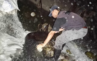 大園工業區查獲不法業者排放廢水