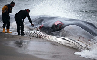 22只领航鲸集体搁浅南佛州 仅5只幸存