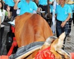 全國十大經典好米誓師大會
