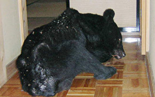 日本熊出沒 入侵民宅覓食
