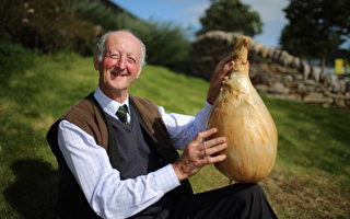 英国老人种出八公斤洋葱 打破世界纪录