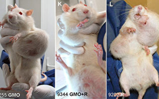 研究發現：轉基因食品致老鼠長腫瘤