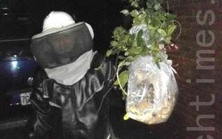 消防队 新坡捕获大量虎头蜂
