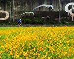 黄波斯菊花海 中秋河滨好赏花