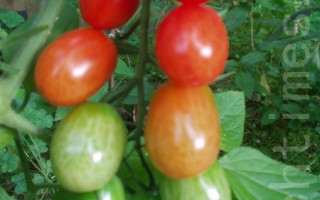 最新研究：西红柿预防中风