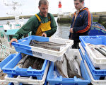 研究：海水變暖  魚兒「瘦身」了