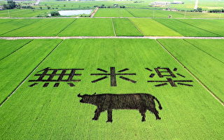 彩繪圖案充分利用綠、紫色兩種顏色的水稻對比設計出「無米樂」字樣及「水牛」圖案，讓綠油油稻田搖身一變成為彩繪藝術。（台南市政府提供）