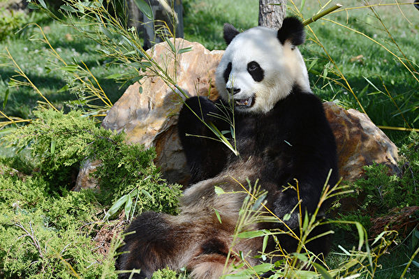 旧金山动物园将接收来自中国的大熊猫