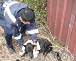 生命無價！ 巡警協助犬隻接生