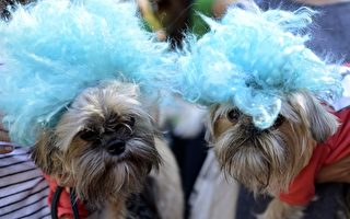 組圖：紐約狗狗盛裝參加萬聖節大遊行