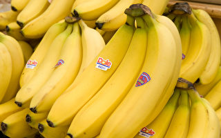全球暖化  香蕉或成为人类主食