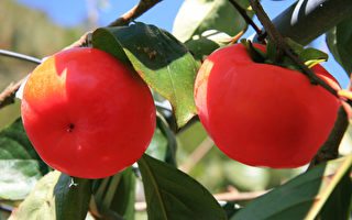 復興鄉的甜柿聖誔紅 即甜又美