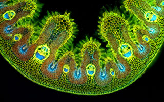 台博館特展  顯微鏡窺植物奧妙
