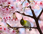 太靠近了！——2012年4月1日，東京公園櫻花樹上小鳥。（YOSHIKAZU TSUNO/AFP）