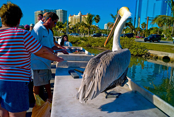 美国佛罗里达人与动物的和谐夏日。(摄影:Mark Zou /大纪元) 