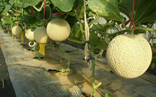澎湖洋香瓜 建构优质农产形象