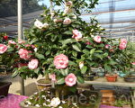 12/15-2/28茶花季 徜徉花海