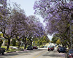 美國洛杉磯的初夏有紫葳花開，滿城紫色。（攝影：季媛/大紀元）