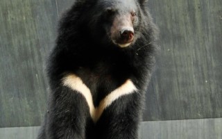 六福村照养黑熊双胞胎 明年一月亮相