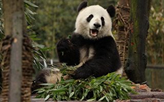研究：對抗超級病菌 熊貓有祕密武器