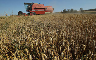 2013全美最旺十佳商機 穀物生產居首