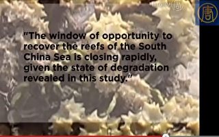 研究：中国过度开发 南海珊瑚礁消失80％