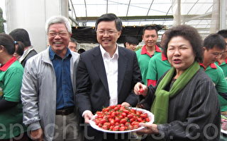 陳菊訪番茄園 讚無毒農產是高雄首選