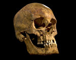 去年在英格蘭列斯特市一處停車場所發現的骸骨2月4日證實為英格蘭國王理查三世（Richard III）的遺骸。圖為遺址發現到的骷髏頭骨。（UNIVERSITY OF LEICESTER/AFP）