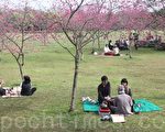暨大櫻花林綻放    賞花品茗饗國樂