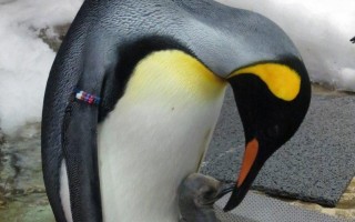 国王企鹅宝宝嘟胖最爱偷窥保育员 台北市立动物园 大纪元