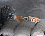 数百名野生动物专家今天开始进入尼泊尔南部平原，对国家公园内濒临绝种孟加拉老虎，展开大规模的数量调查。图为加德满都奇特旺国家公园内一只受伤的皇家孟加拉虎。（PRAKASH MATHEMA/AFP）