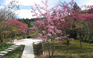阿里山3月推出詩路步道 邀您來走春體驗