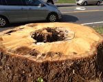 在華盛頓特區一棵102英尺高的銀杏樹被誤當作是一棵得病的白蠟樹而給砍掉了。（大紀元資料圖片）
