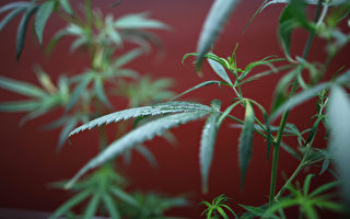 馬州議會代表提大麻合法化