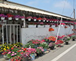 围墙上、屋檐下、墙壁上挂满了一盆盆花色鲜艳的盆栽。（摄影：廖素贞／大纪元）