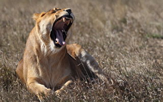 津巴布韋一對情侶遭到獅子襲擊 女子慘死