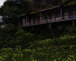 萤火虫现踨阿里山