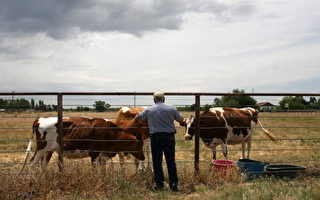 美国牧场缺挤奶工人 敦促移民改革