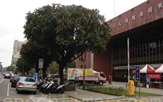 中坜艺术馆前橡胶树将移至高铁桃园站的特定区公园绿带 （摄影：徐乃义/大纪元）