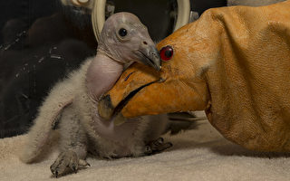 美圣地亚哥动物园诞生加州神鹫 将被放生