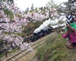 阿里山赏樱季 开锣啰!