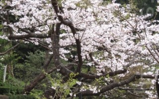 賞櫻首站朝麗阿里山賓館